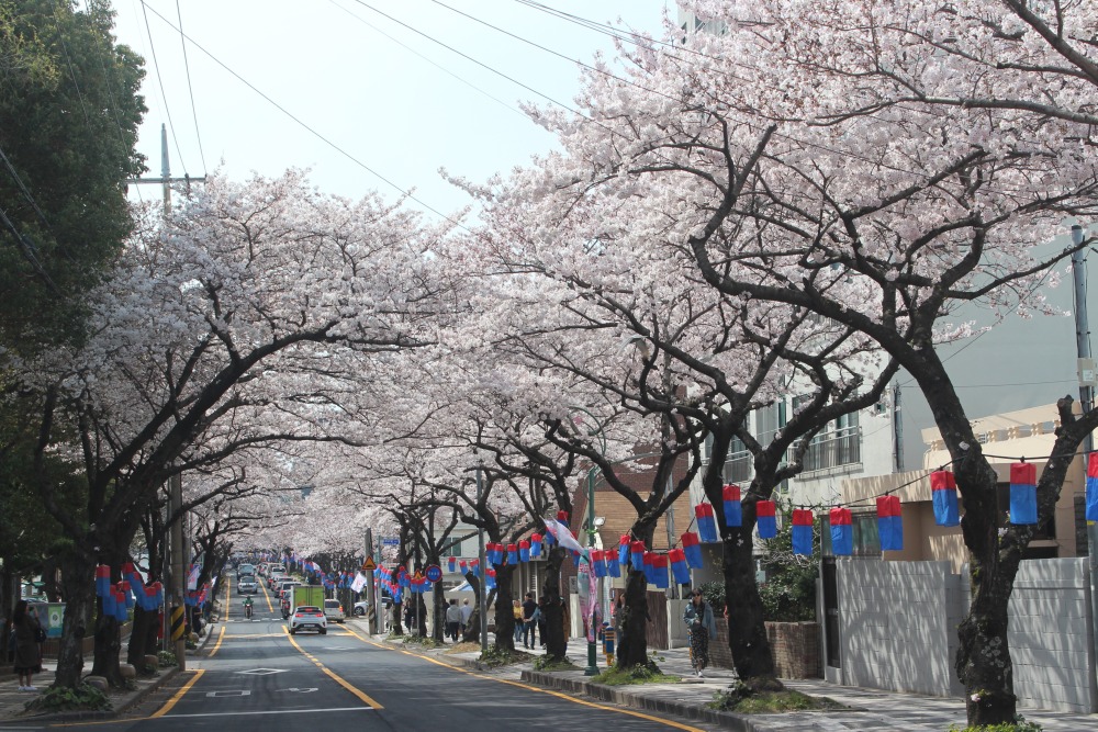 왕벚꽃축제가 열리는 전농로