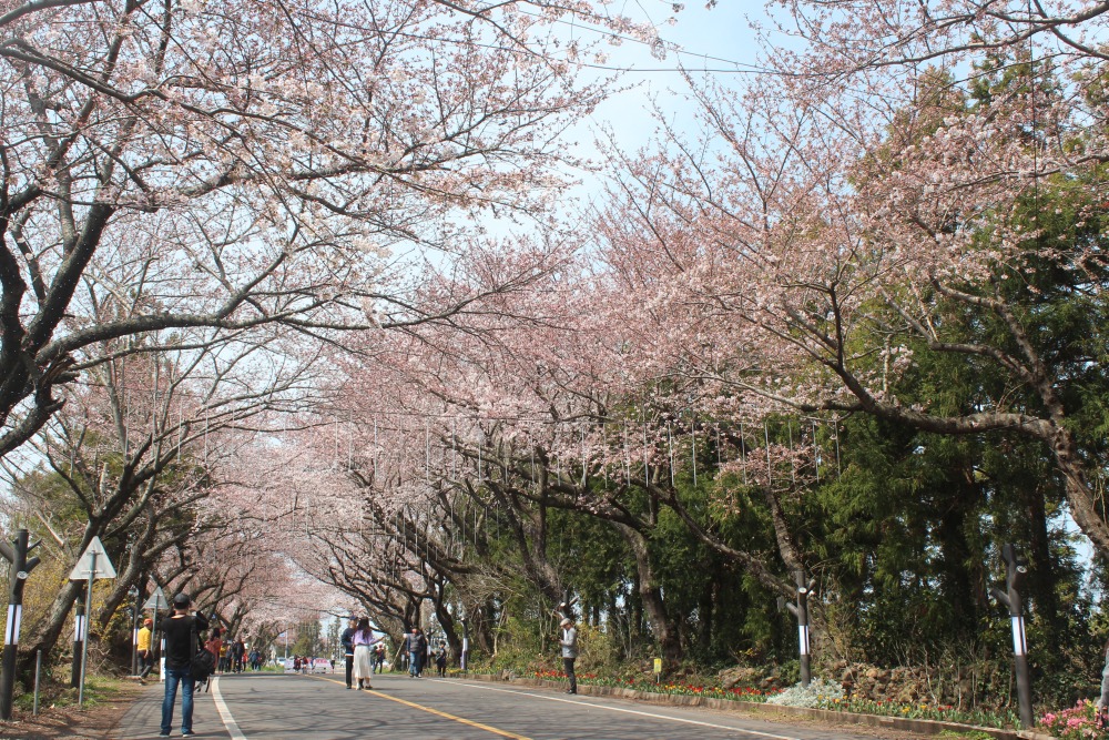 왕벚꽃축제가 열리는 애월읍 장전리