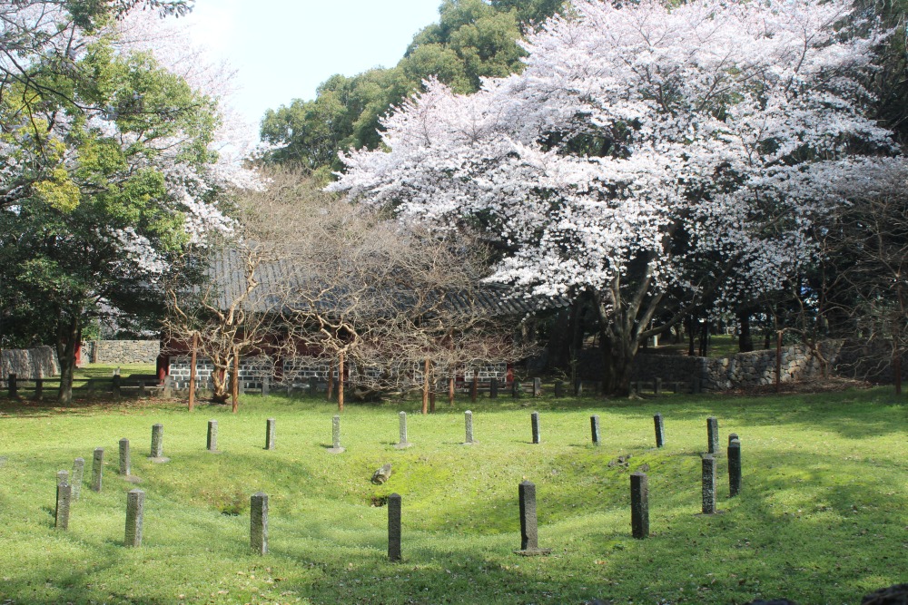 삼성혈의 벚꽃